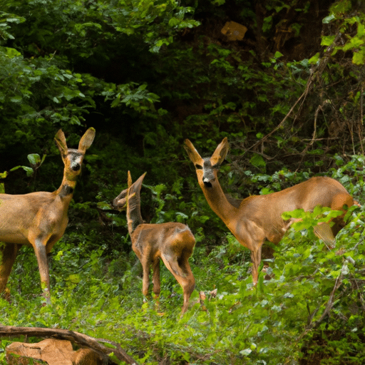 A family of roe deer grazing in the lush greenery of Soğuksu National Park