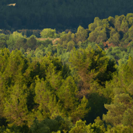 A panoramic view of Gaziantep's lush green forests, showcasing the diverse wildlife and plant species.